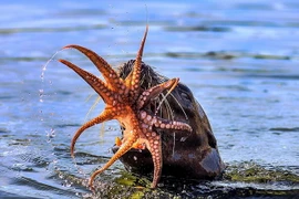 Bạch tuộc bị nuốt chửng sau màn quyết chiến với hải cẩu