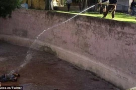 Người đàn ông liều mạng nhảy vào ba con sư tử trong vườn thú