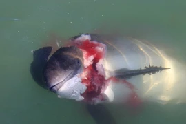 Hải cẩu "sát thủ" ăn thịt cá heo có thể tấn công con người