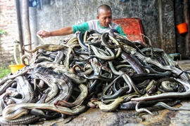 Rùng mình trước cảnh tượng lột da hàng ngàn con rắn mỗi ngày