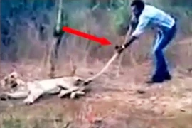 Tranh cãi xung quanh hành động dùng gậy để chọc con sư tử