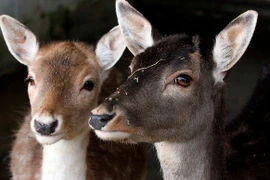 Công viên ngang nhiên bán thịt động vật hoang dã cho du khách