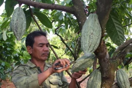 Cacao được mùa, giá tăng 30% so với cùng kỳ năm ngoái