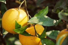 Cam Xã Đoài vàng sánh. (Nguồn: vinhcity.gov.vn)