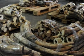 Số ngà voi hải quan Hong Kong thu giữ được hồi tháng Giêng năm nay. (Nguồn: AFP/TTXVN)