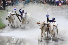 Các đôi bò trên đường đua. (Ảnh: Duy Khương/TTXVN)