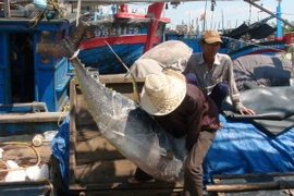 Phú Yên: Nhiều chủ tàu câu kém vui dịp đầu năm mới