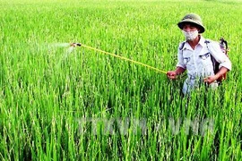 Đắk Lắk: Ba mẹ con nguy kịch vì uống thuốc diệt cỏ