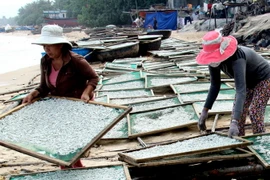 Ngư dân Quảng Ngãi "bội thu" cá cơm đầu năm