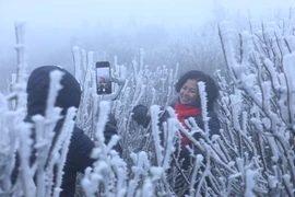 Du khách thích thú trước hiện tượng băng giá ở đỉnh núi Mẫu Sơn. (Ảnh: Anh Tuấn/TTXVN)