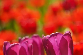 Lễ hội hoa uất kim hương ở 'Thủ đô phương Bắc' của Nga