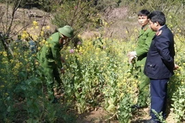 Lực lượng chức năng phá bỏ và tiêu hủy số lượng cây thuốc phiện người dân trồng tại bản Săng Tăng Ngai, xã Phăng Sô Lin, huyện Sìn Hồ. (Ảnh: TTXVN phát)