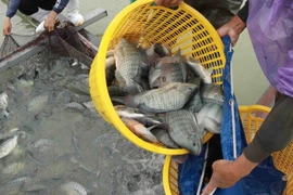 Ảnh minh họa. (Ảnh: Vũ Sinh/TTXVN)