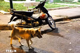 Ảnh minh họa. (Nguồn: TTXVN)