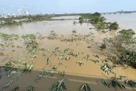 Nước sông Hồng đang rút, bãi giữa sông dần "hiện hình" trở lại sau nhiều ngày chìm trong nước (ảnh chụp 8h15, ngày 13/9/2024). (Ảnh: Minh Quyết/TTXVN)