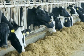 Cúm gia cầm H5N1 gần đây bùng phát ở các trang trại bò sữa tại Mỹ. (Nguồn: ctvnews)