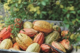 Thu hoạch trái cacao. (Nguồn: BNEWS)