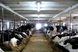 Trang trại nuôi bò sữa ở Canada. (Ảnh: Dairy farmers of Canada/TTXVN)