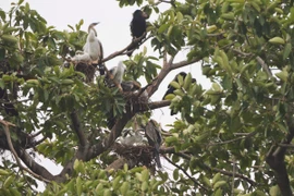 Đàn chim cổ rắn đến cư ngụ và sinh sản trên một cây cổ thụ tại Khu du lịch Bửu Long, trong đó có nhiều tổ và chim non. (Ảnh: Đăng Ninh/TTXVN phát)