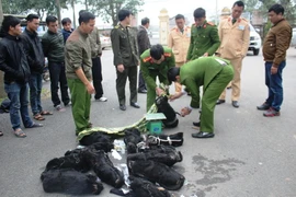 Lực lượng chức năng tiến hành kiểm tra, cân nặng đối với số cá thể voọc bị bắt giữ. (Ảnh: Phan Quân/TTXVN)