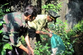 Thả các cá thể động vật về rừng. (Ảnh minh họa. Nguồn: TTXVN)