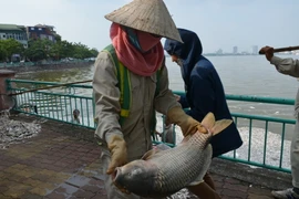 Không chỉ nhiều về số lượng, cá chết còn có trọng lượng khá lớn. Nhiều con cá mè, cá chép bị chết nặng từ 3-5kg. (Ảnh: Mai Linh/TTXVN)