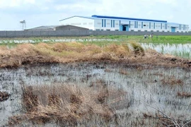 Ảnh minh họa. (Nguồn: TTXVN)