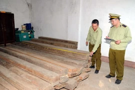 Cán bộ quản lý thị trường Cao Bằng kiểm đếm số gỗ vi phạm. (Ảnh: Quốc Đạt/TTXVN)