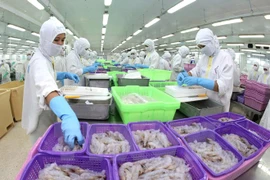Chế biến sản phẩm tôm phục vụ xuất khẩu. (Ảnh: Huy Hùng/TTXVN)