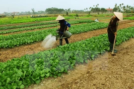 Ảnh minh họa. (Nguồn: TTXVN)