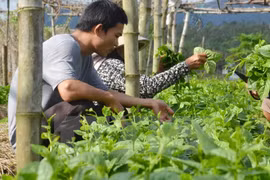 Ảnh minh họa. (Nguồn: TTXVN)