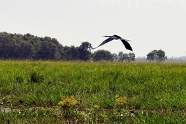 Một góc Vườn quốc gia Tràm Chim. (Nguồn: TTXVN)