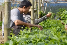 Ảnh minh họa. (Nguồn: TTXVN)