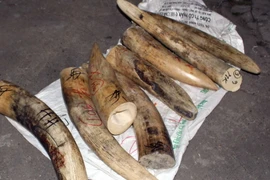 Tang vật một vụ vận chuyển ngà voi bị thu giữ. (Ảnh minh họa. Nguồn: TTXVN)