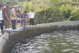 Bể nuôi cá hồi trước đây có hơn 2 vạn con, giờ chỉ còn khoảng 500 con sống sót tại trang trại ông Nguyễn Thái Binh, thôn Nậm Cang 1, xã Nậm Cang, huyện Sa Pa, tỉnh Lào Cai. (Ảnh: Hương Thu/TTXVN)