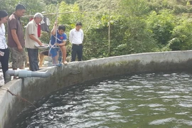 Bể nuôi cá hồi trước đây có hơn 2 vạn con, giờ chỉ còn khoảng 500 con sống sót tại trang trại ông Nguyễn Thái Binh, thôn Nậm Cang 1, xã Nậm Cang, huyện Sa Pa, tỉnh Lào Cai. (Ảnh: Hương Thu/TTXVN)