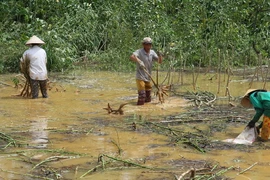 Nông dân ở xã Phong Xuân, huyện Phong Điền, Thừa Thiên-Huế thu hoạch sắn bị ngập lụt. (Ảnh: Hồ Cầu/TTXVN) 