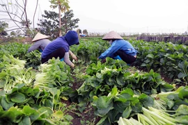 Quảng Ninh: Thúc đẩy trồng trọt vụ Đông để khắc phục thiệt hại do bão số 3