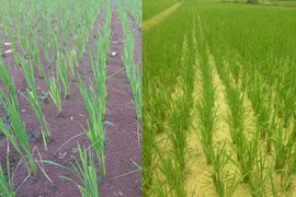 Nuôi, thả bèo hoa dâu trong ruộng lúa. (Ảnh: PV/Vietnam+)