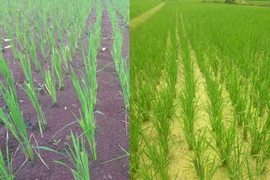 Nuôi, thả bèo hoa dâu trong ruộng lúa. (Ảnh: PV/Vietnam+)