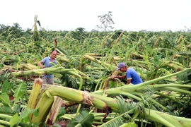 Nhiều diện tích chuối của người dân xã Tân Hưng, thành phố Hưng Yên bị gãy đổ. (Ảnh: Đinh Văn Nhiều/TTXVN)