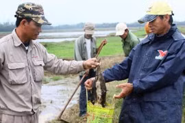 Diệt chuột và bọ chét để phòng, chống dịch hạch xâm nhập Việt Nam 