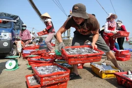 Ngư dân Quảng Trị vận chuyển cá lên bờ sau chuyến đánh bắt hải sản ngoài khơi xa. (Ảnh: Thanh Thủy/TTXVN)