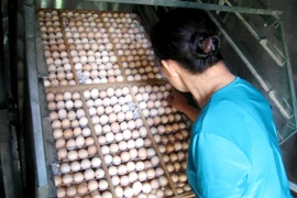 Bác bỏ tin đồn thất thiệt về trứng gà bị tiêm máu có chứa HIV