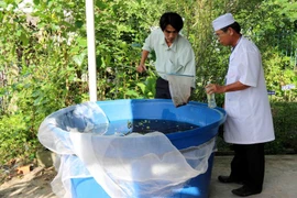 Các vật dụng chứa nước cần được vệ sinh thường xuyên để muỗi vào đẻ trứng, nhiều lăng quăng/bọ gậy phát triển. (Ảnh: TTXVN/Vietnam+)