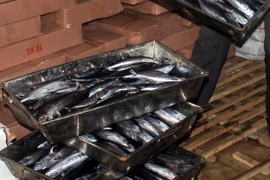 Cá nục bị nhiễm phenol trong kho lạnh của bà Lê Thị Thuộc, Thị trấn Cửa Tùng, Quảng Trị. (Ảnh: Thanh Thủy/TTXVN)