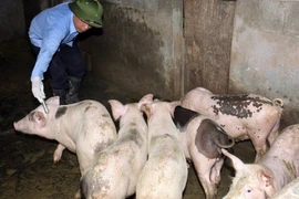 Sử dụng kháng sinh trong chăn nuôi cần thận trọng. (Ảnh: TTXVN/Vietnam+)