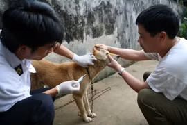 Tiêm vắcxin bệnh dại cho chó tại một gia đình ở Lai Châu. (Ảnh: Xuân Trường/TTXVN)