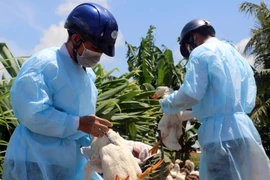 Cán bộ thú y tiêm phòng cho đàn gia cầm. (Ảnh: TTXVN/Vietnam+)