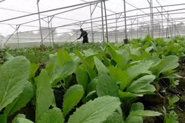 Sản xuất rau sạch trong nhà lưới. (Ảnh: Chương Đài/TTXVN)